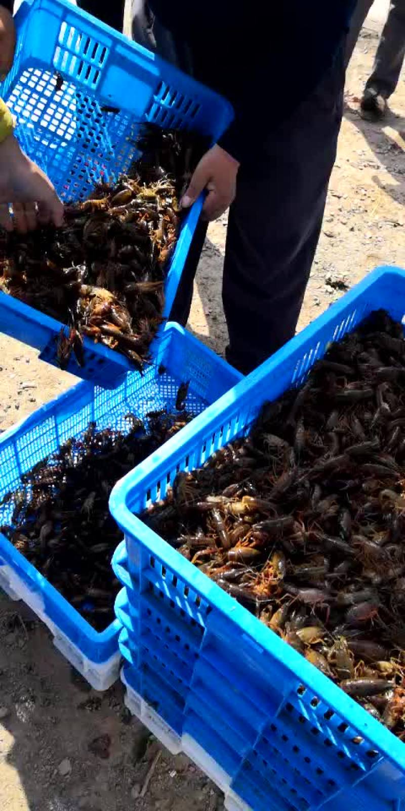 小龙虾食用4-6钱（20-30克）活虾小龙虾主养