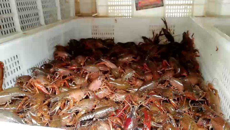 四川小龙虾苗种虾虾苗小龙虾主养