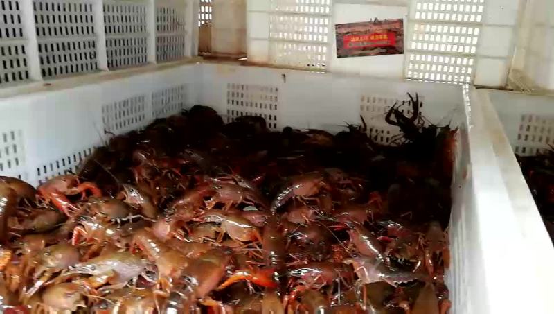 四川小龙虾苗种虾虾苗小龙虾主养
