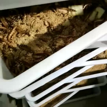 大麦虫