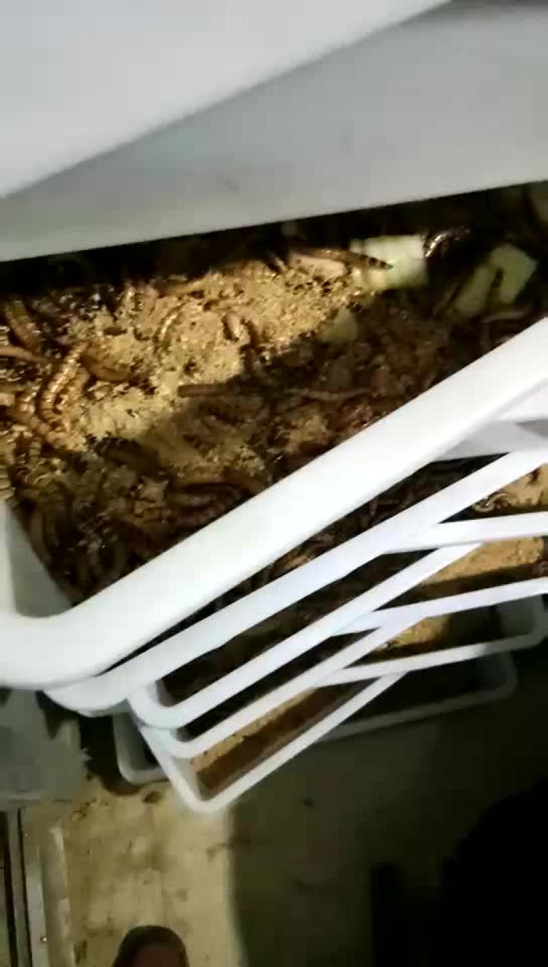 大麦虫