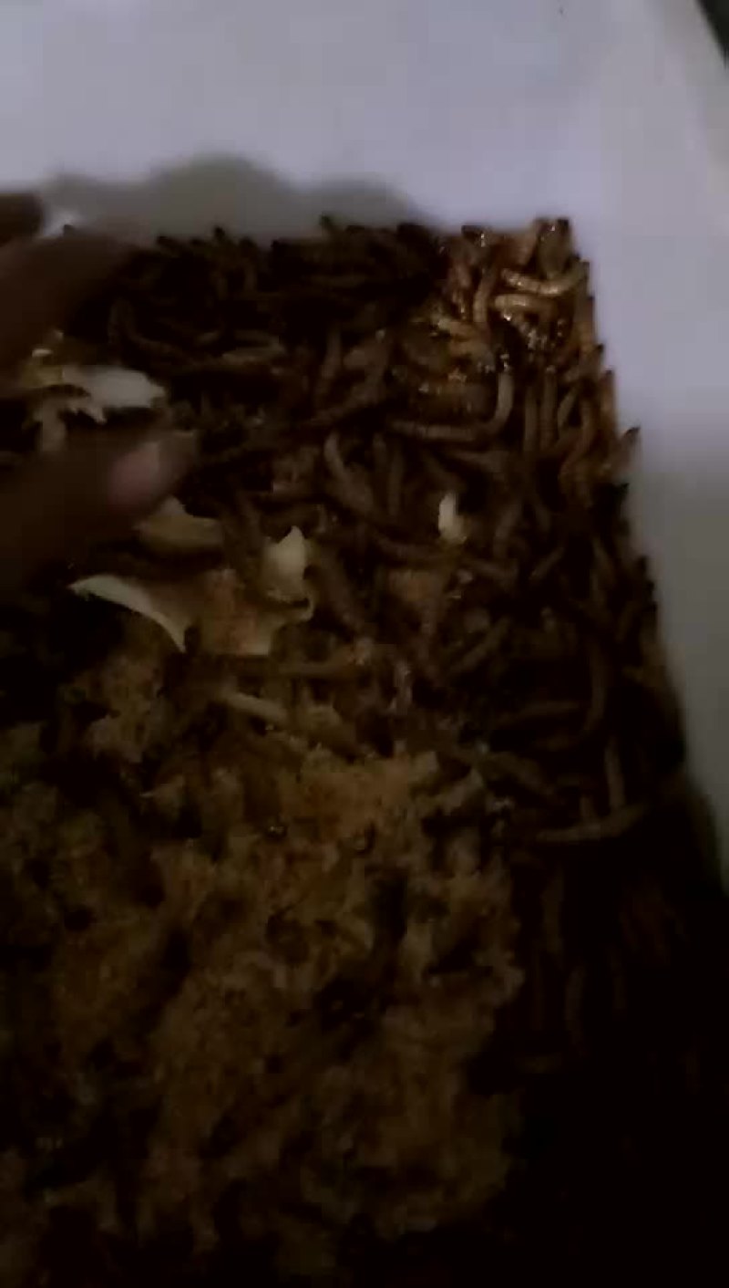 大麦虫