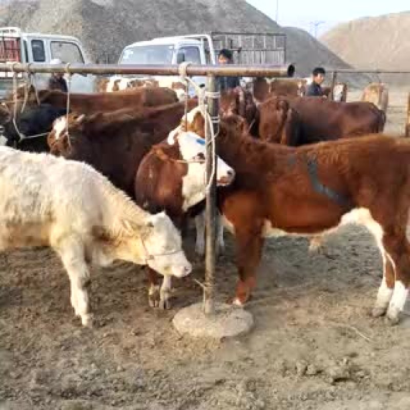牛犊100~200kg