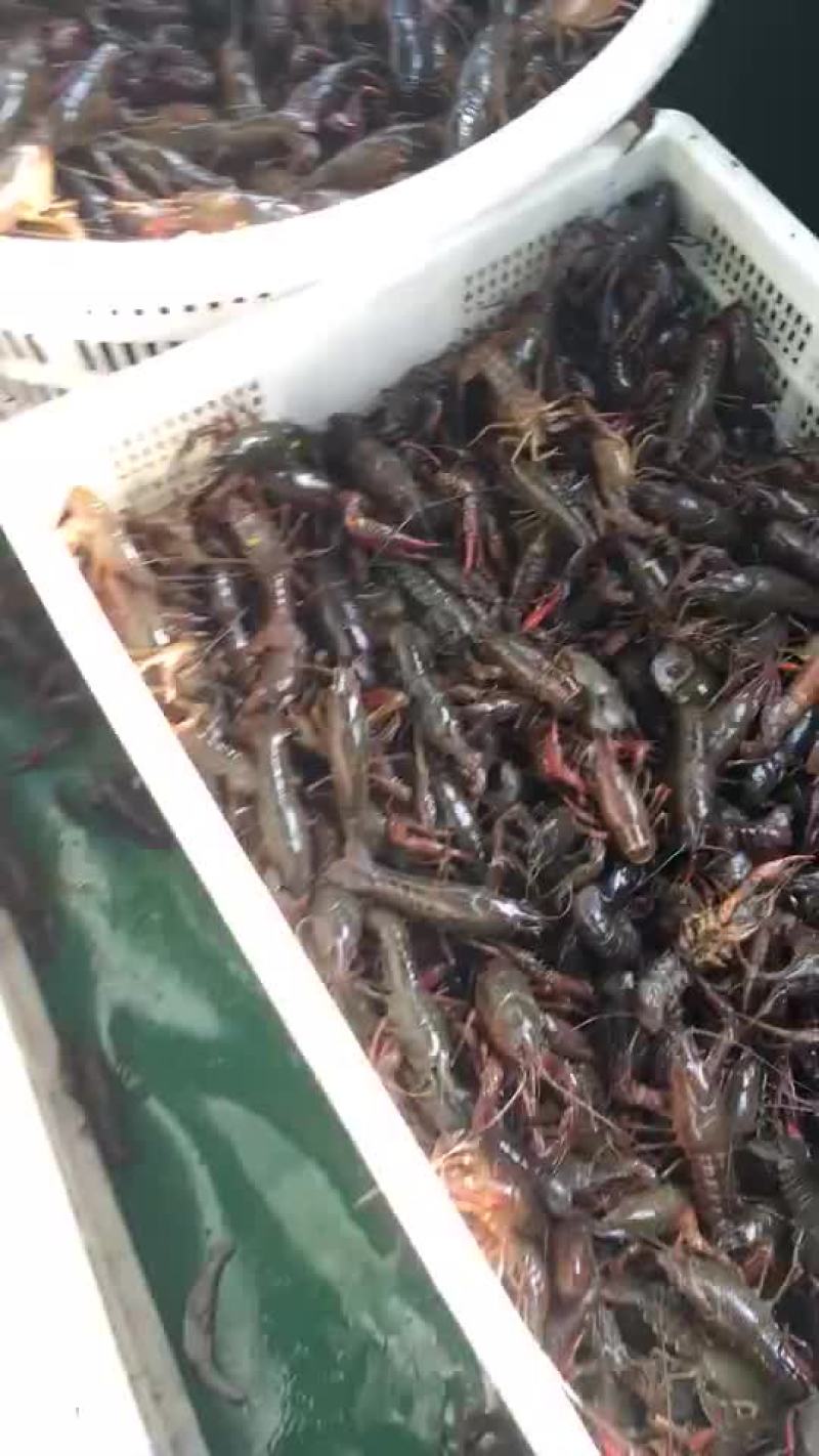 小龙虾食用6-8钱（30-40克）活虾小龙虾主养