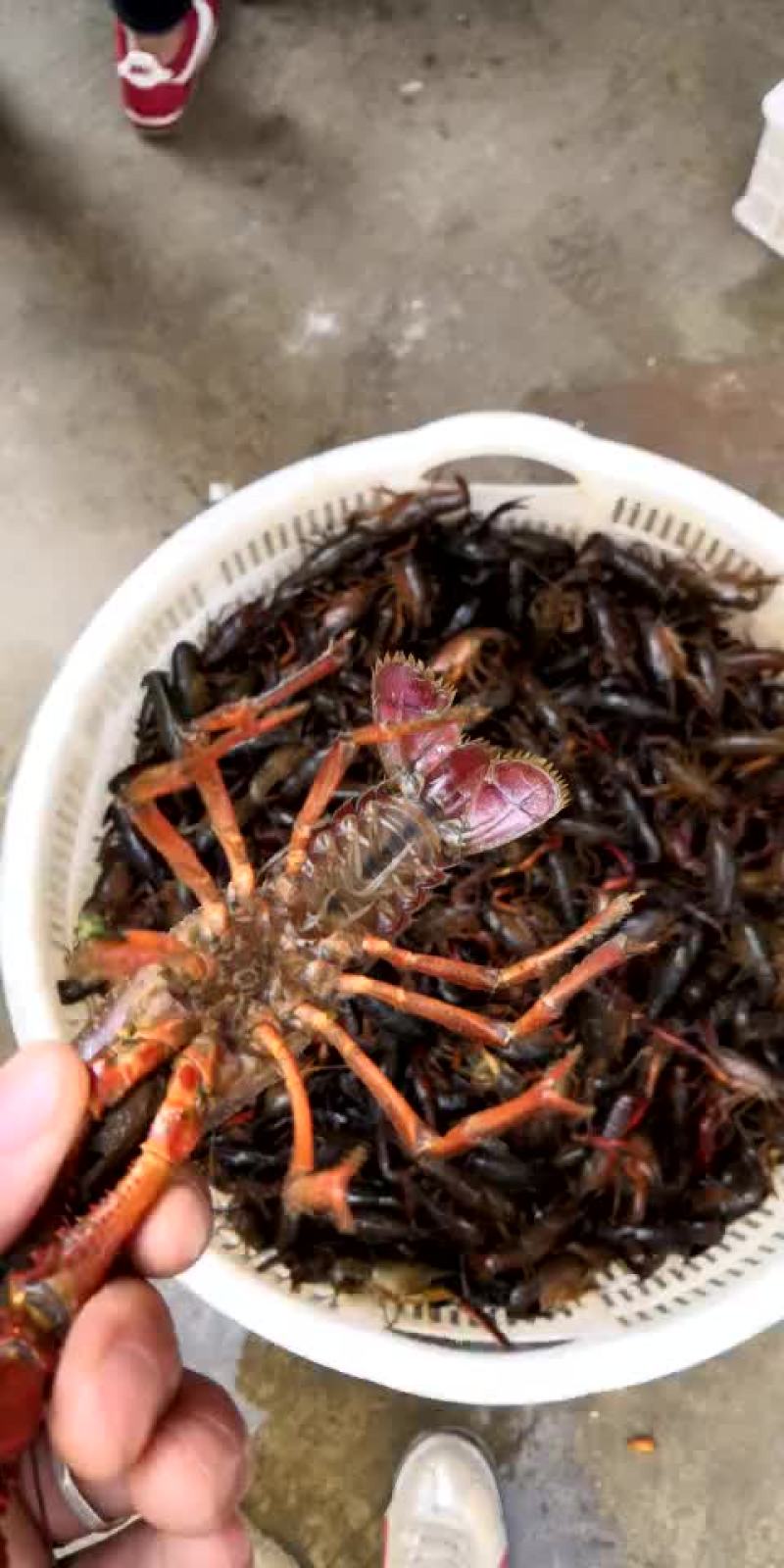 小龙虾食用6-8钱（30-40克）活虾小龙虾主养
