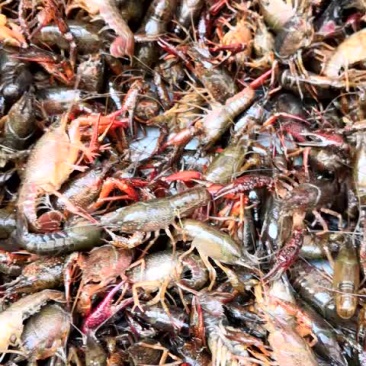 小龙虾食用6-8钱（30-40克）活虾小龙虾主养