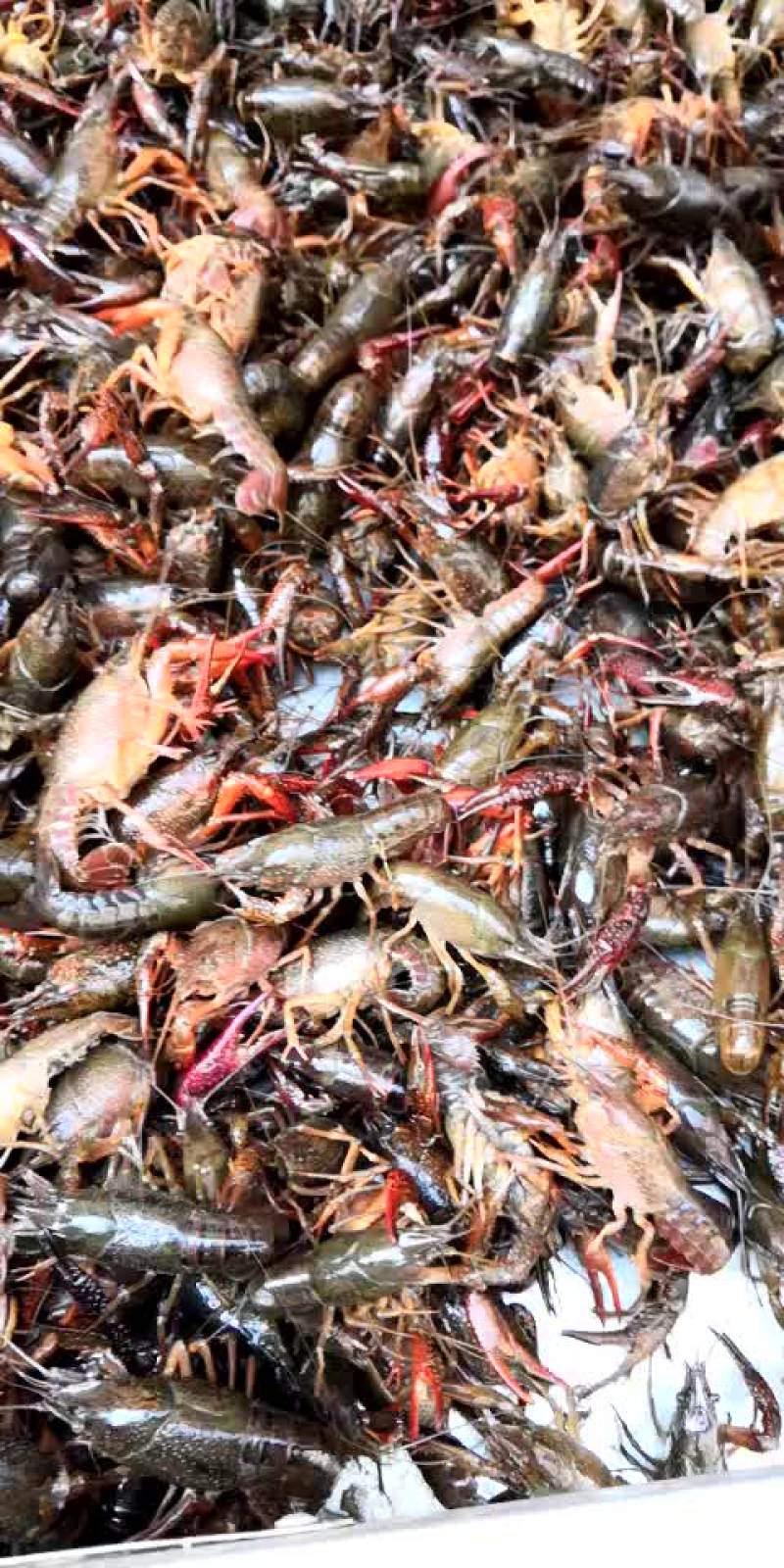 小龙虾食用6-8钱（30-40克）活虾小龙虾主养