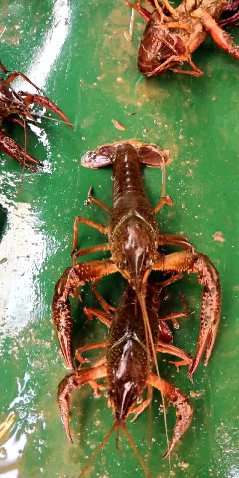 小龙虾食用6-8钱（30-40克）活虾小龙虾主养