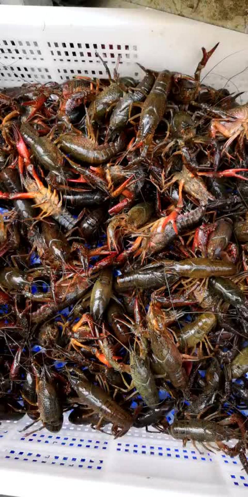 小龙虾食用6-8钱（30-40克）活虾小龙虾主养