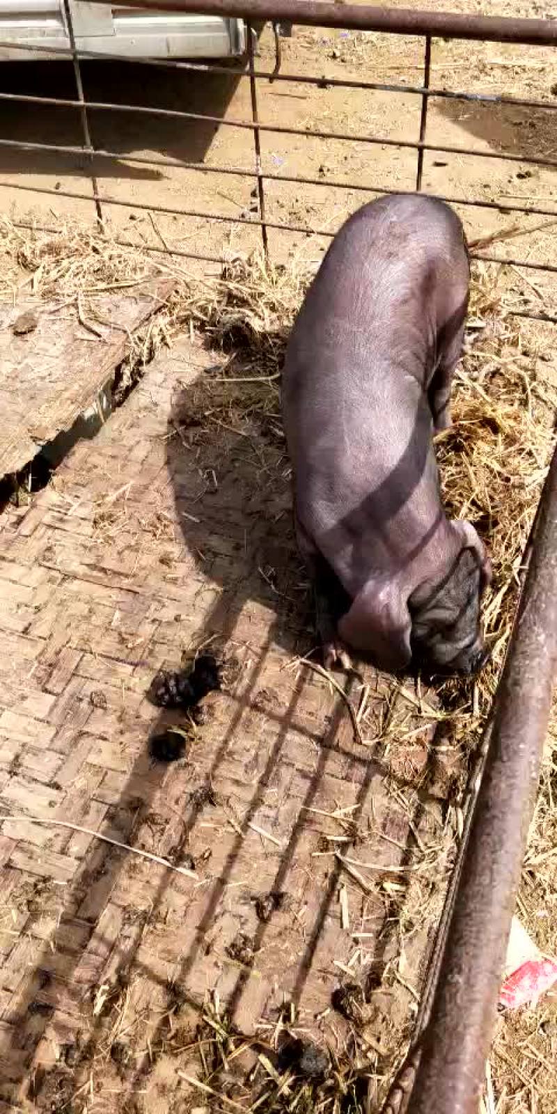 优质育肥仔猪，母猪，能繁母猪，各种育肥猪苗，母猪苗
