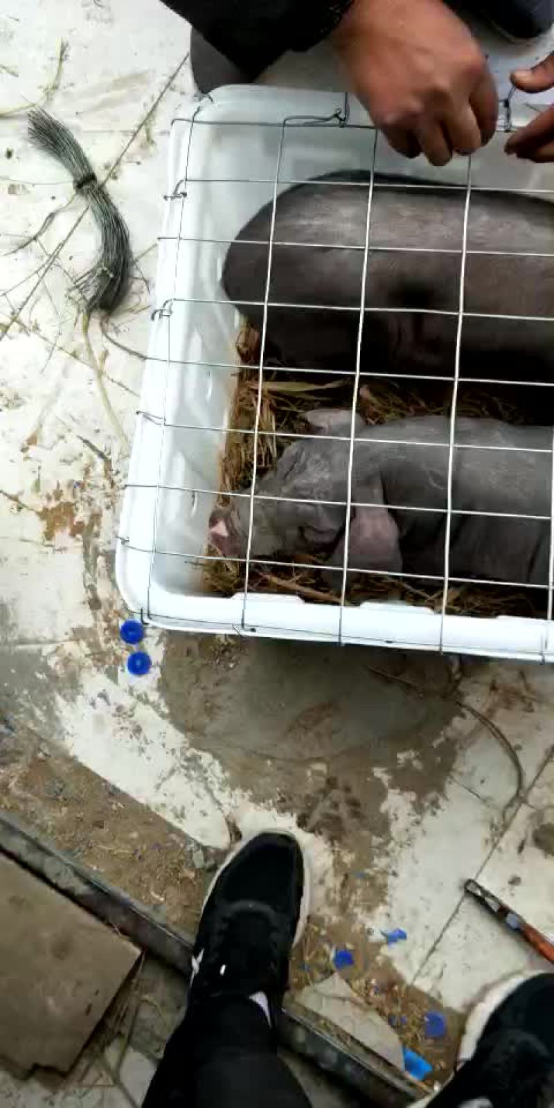 优质育肥仔猪，母猪，能繁母猪，各种育肥猪苗，母猪苗