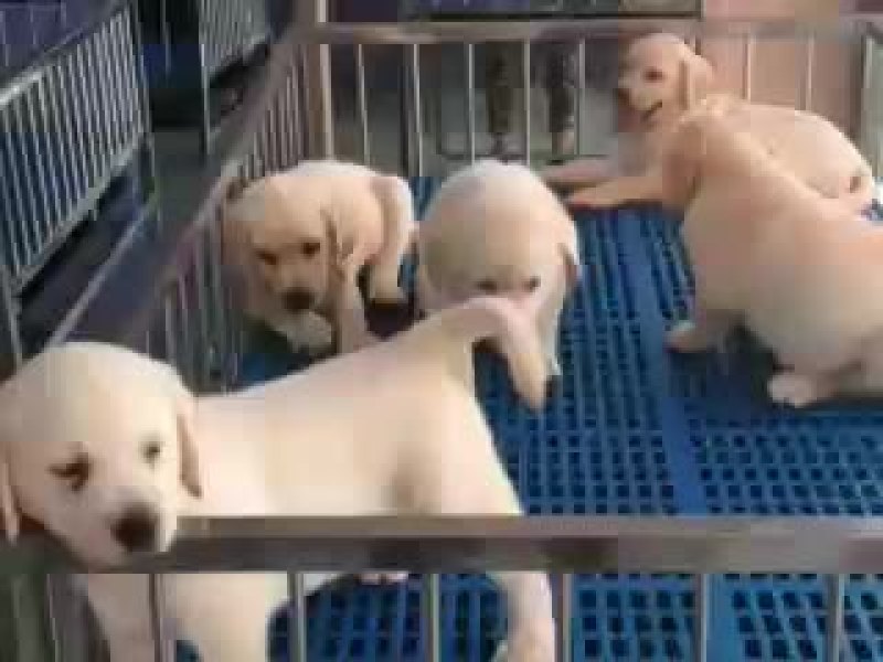 泰迪犬母全国零售宠物狗