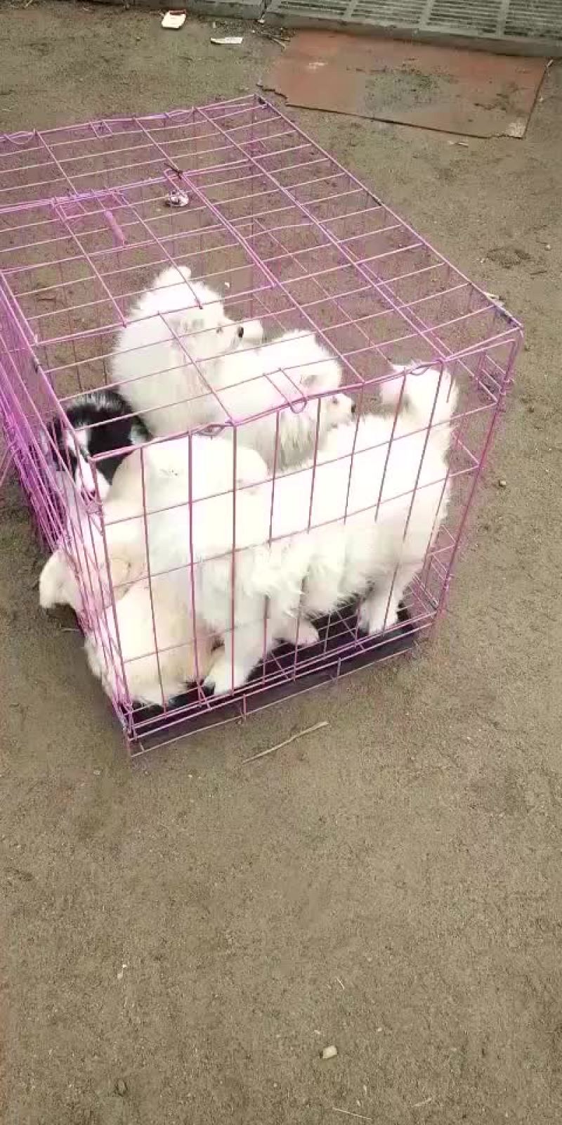 泰迪犬母全国零售宠物狗
