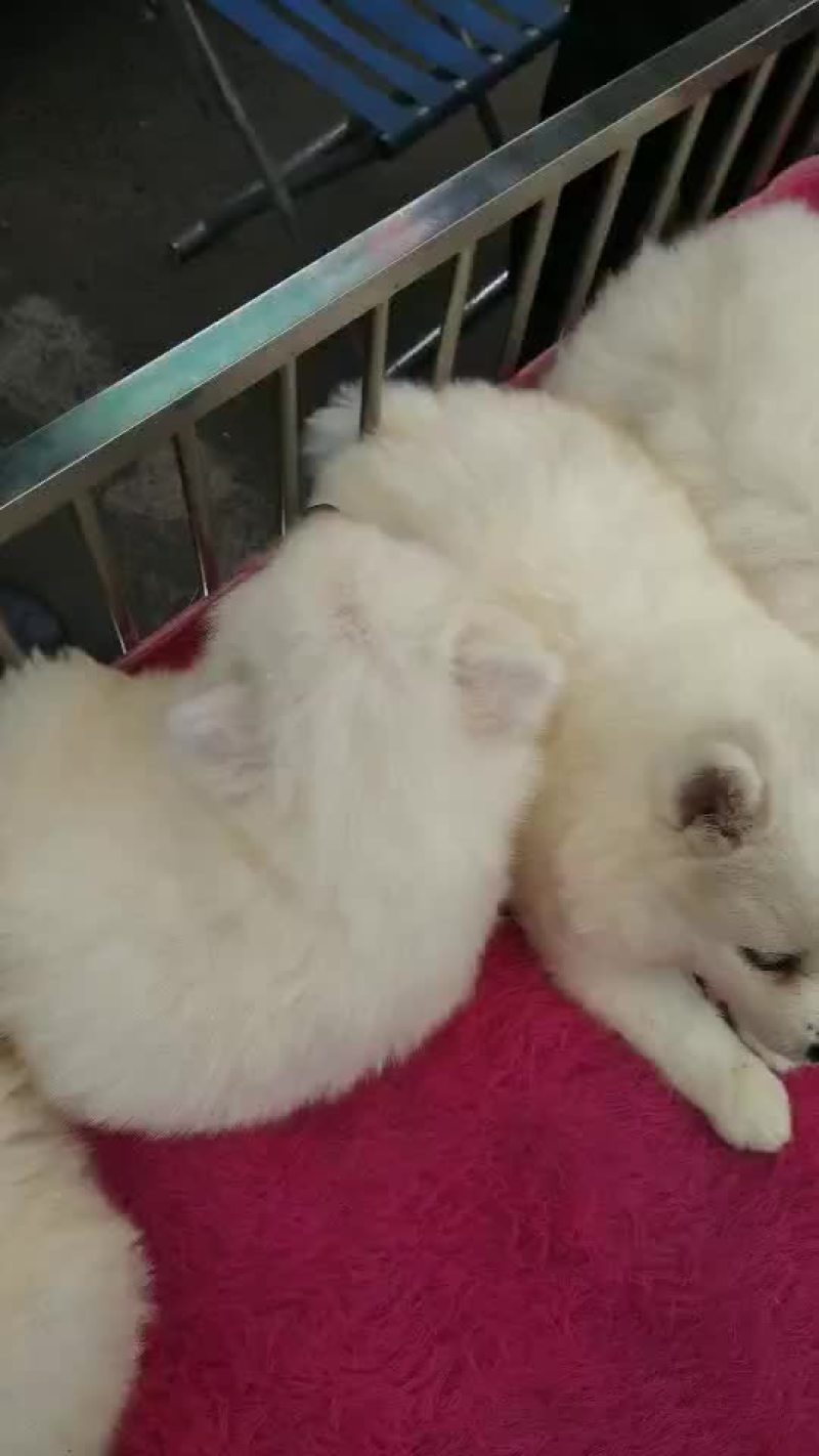 泰迪犬母全国零售宠物狗