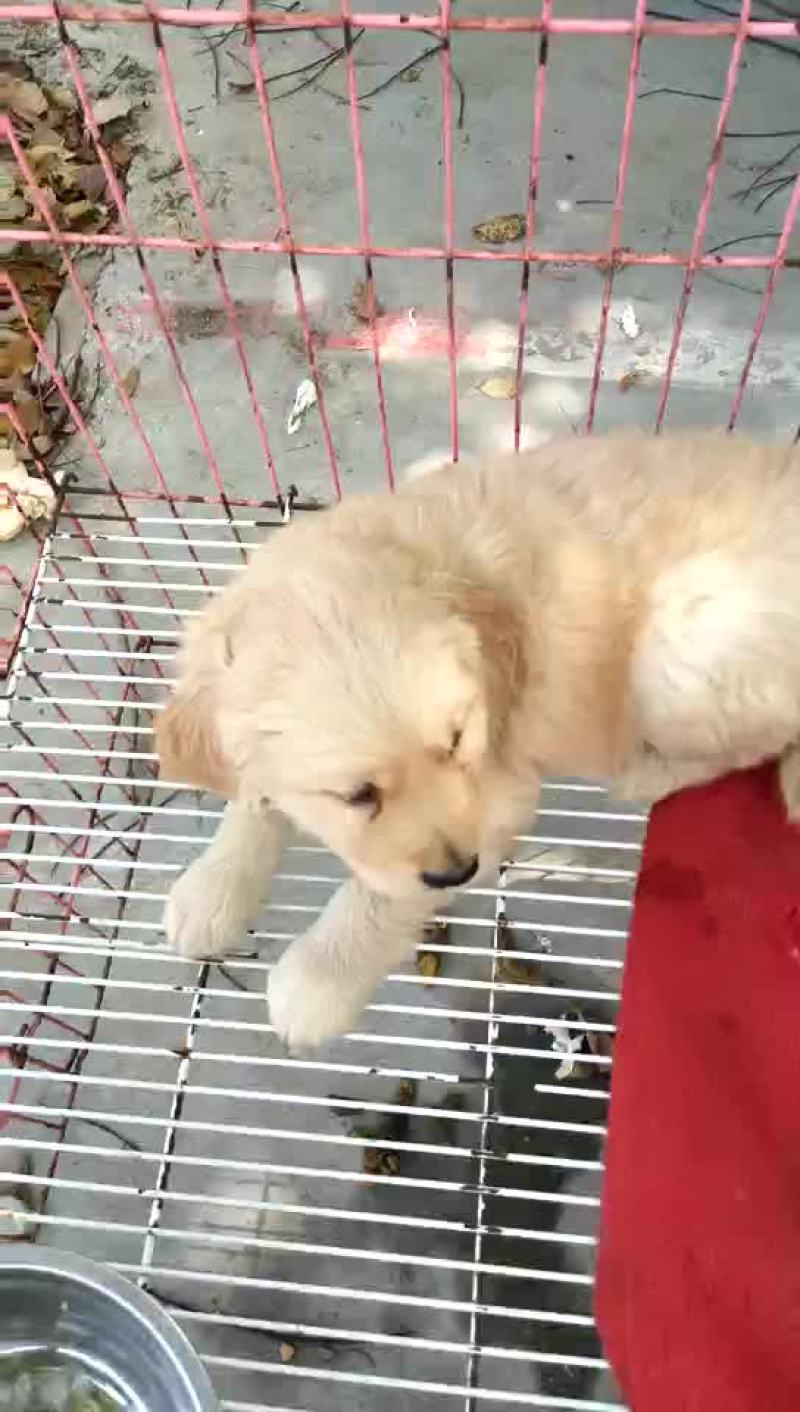 泰迪犬母全国零售宠物狗