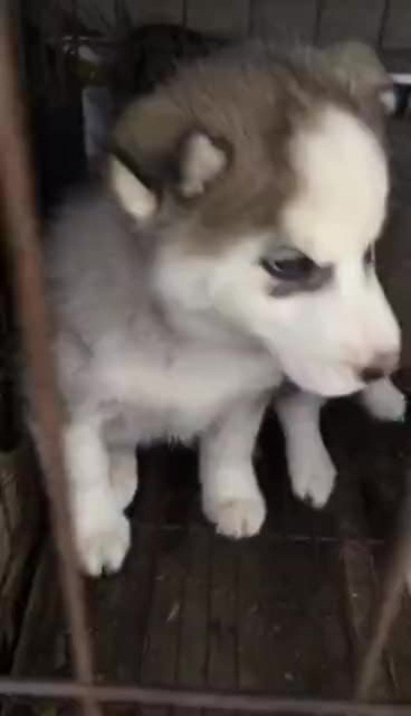 泰迪犬母全国零售宠物狗