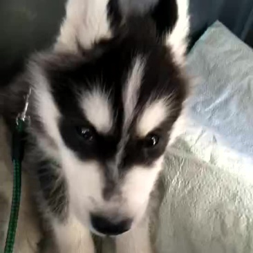 泰迪犬母全国零售宠物狗