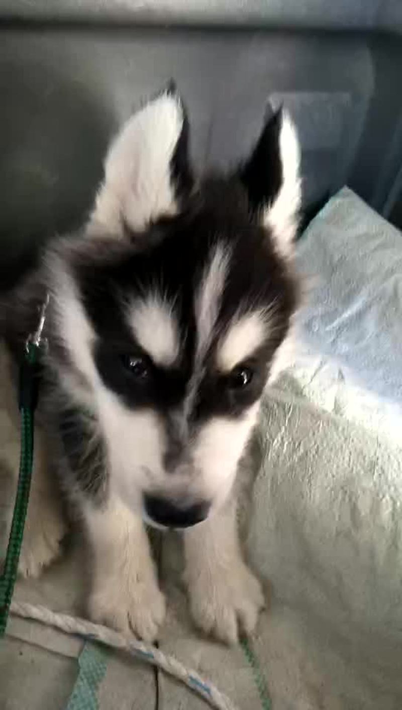 泰迪犬母全国零售宠物狗