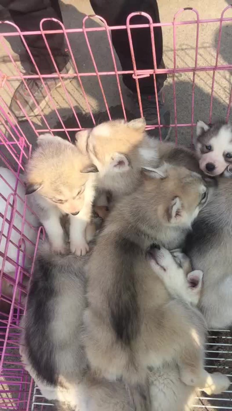 泰迪犬母全国零售宠物狗