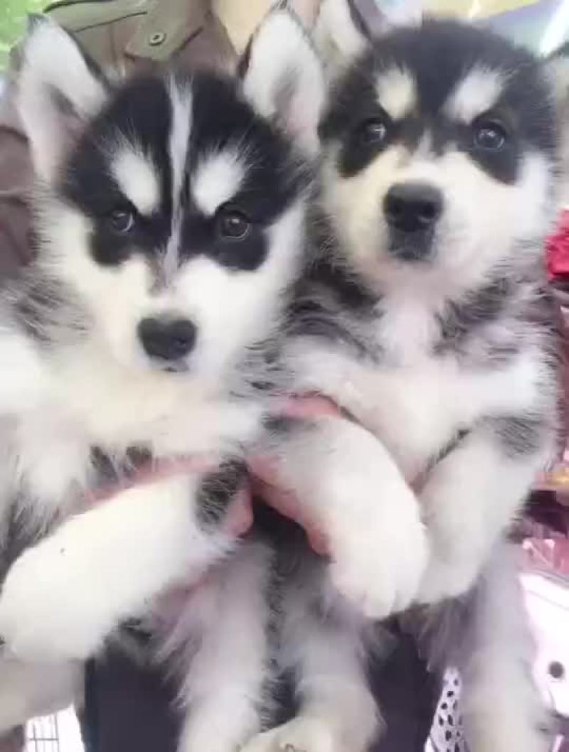 泰迪犬母全国零售宠物狗