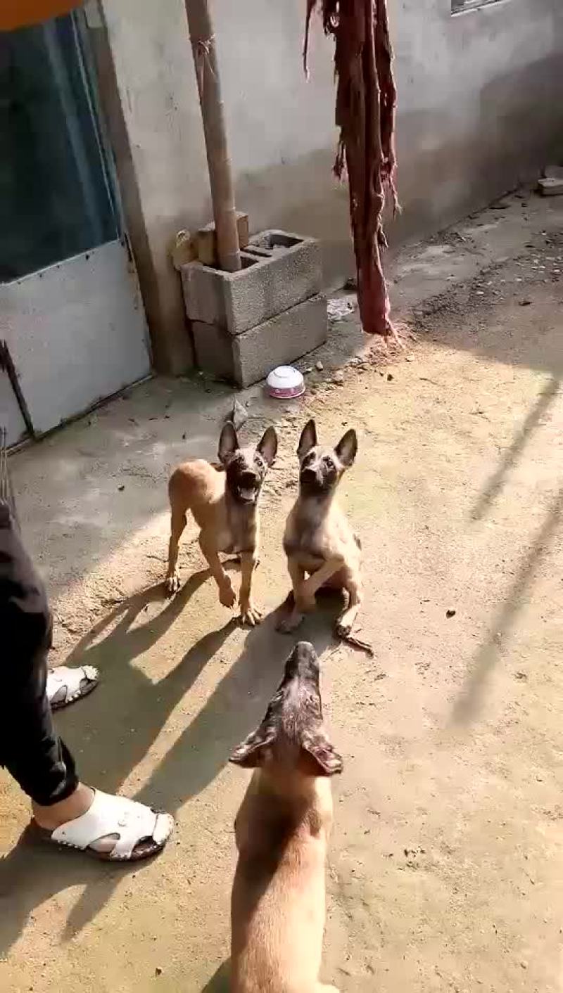 泰迪犬母全国零售宠物狗
