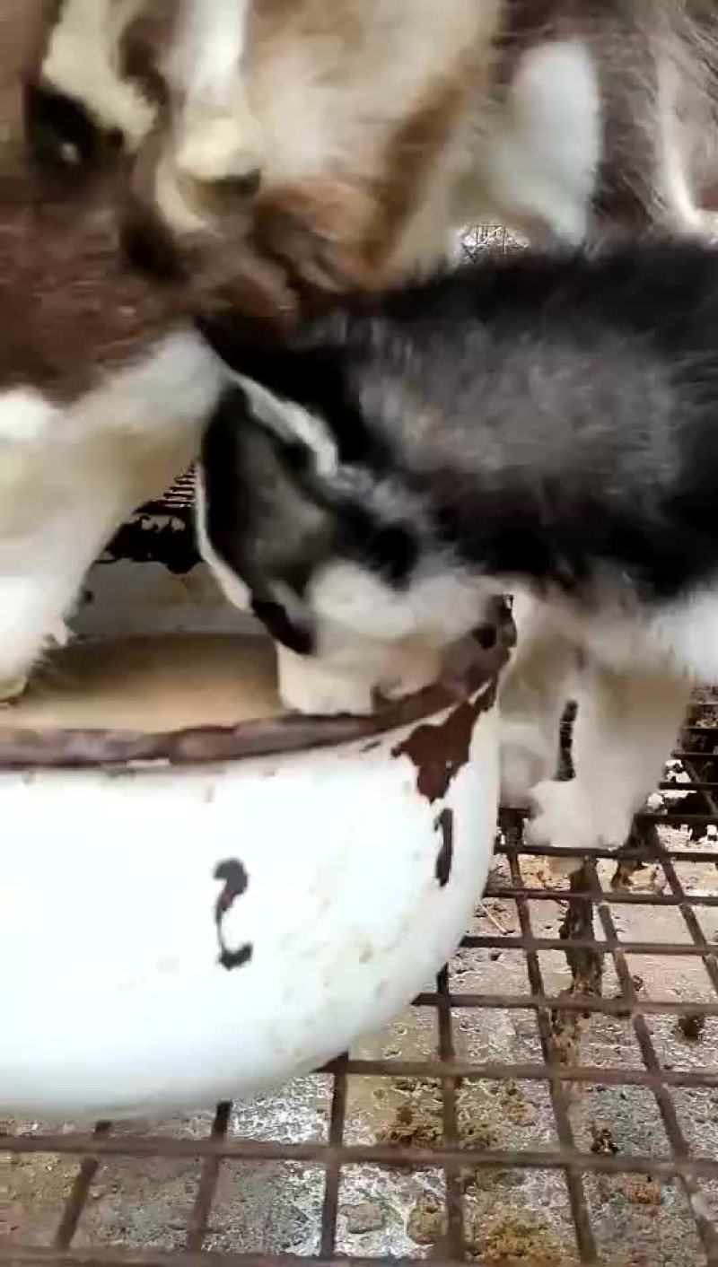 泰迪犬母全国零售宠物狗