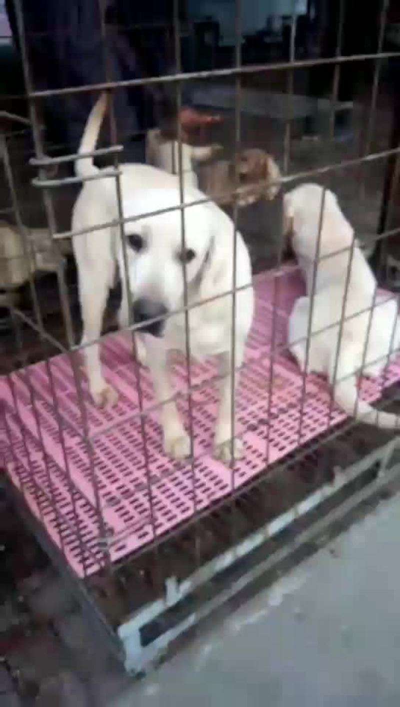 泰迪犬母全国零售宠物狗
