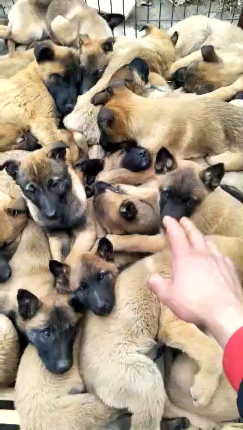 泰迪犬母全国零售宠物狗