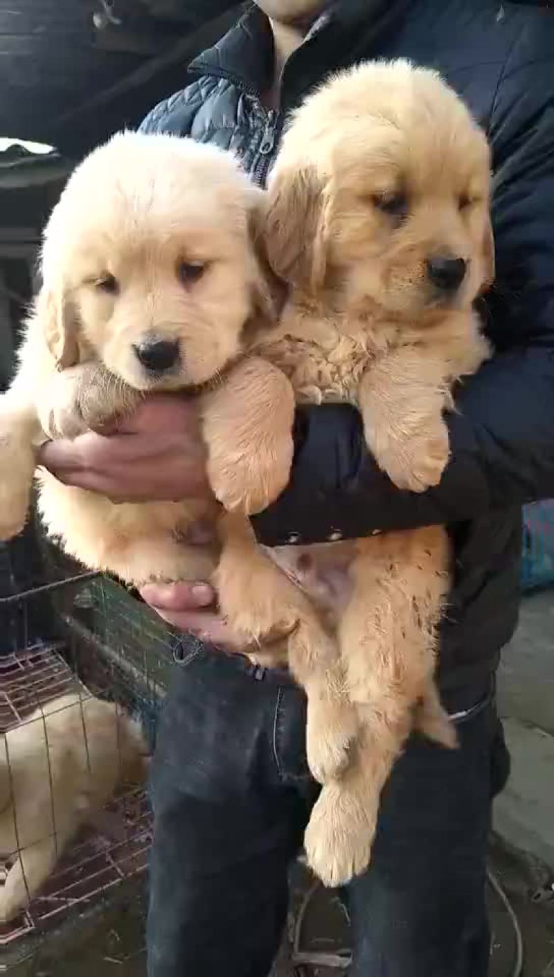 泰迪犬母全国零售宠物狗