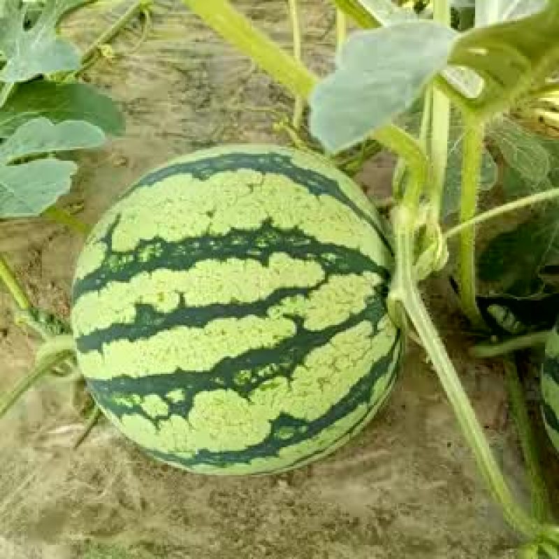 8424西瓜7斤打底8成熟1茬