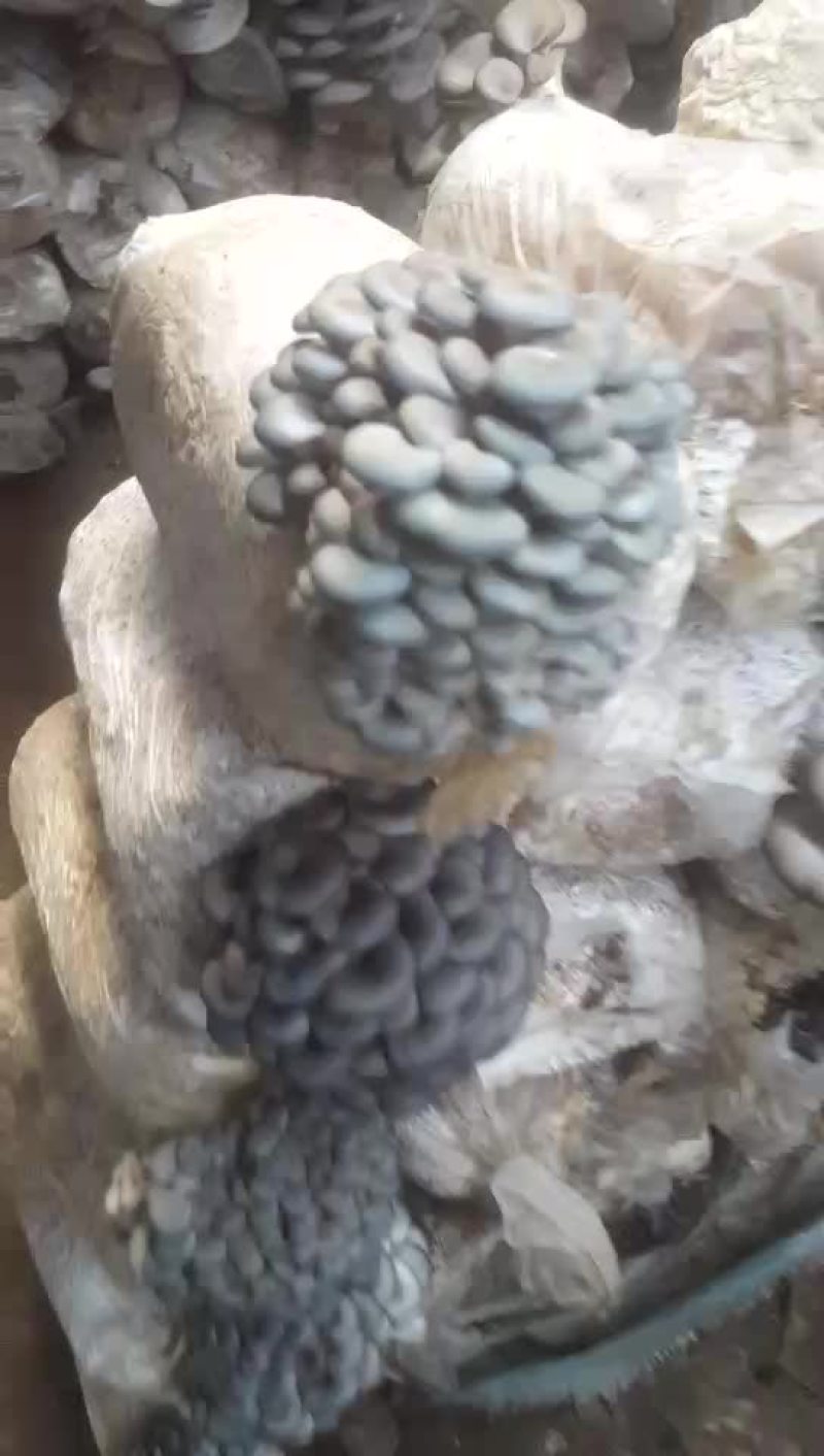 平菇菌棒23×55
