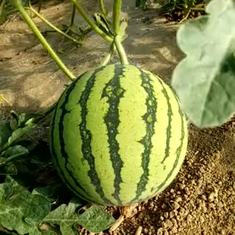 8424西瓜7斤打底8成熟1茬