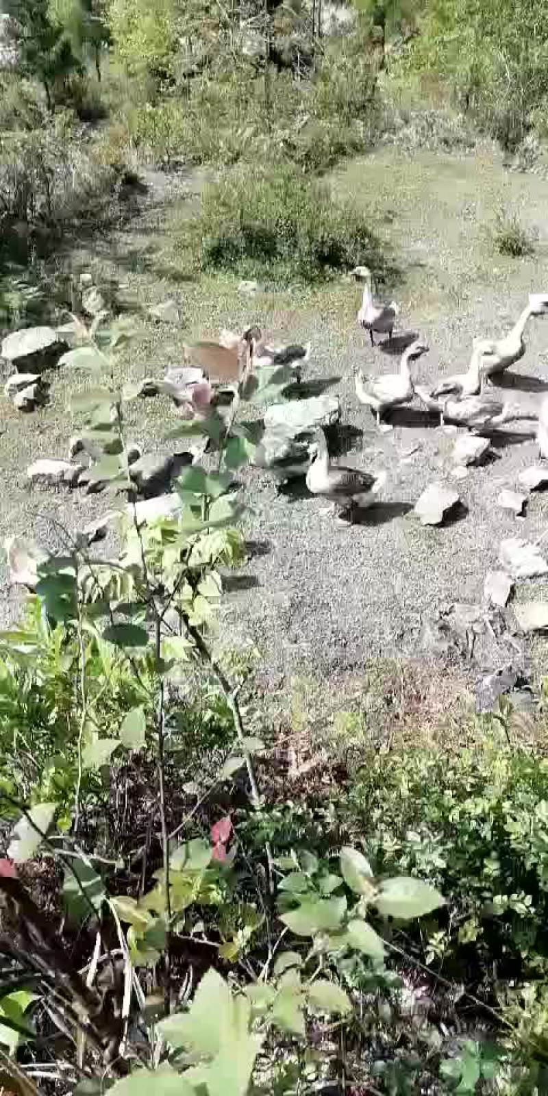 灰鹅肉鹅12斤以上
