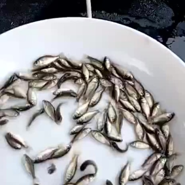 鲫鱼苗3公分以下