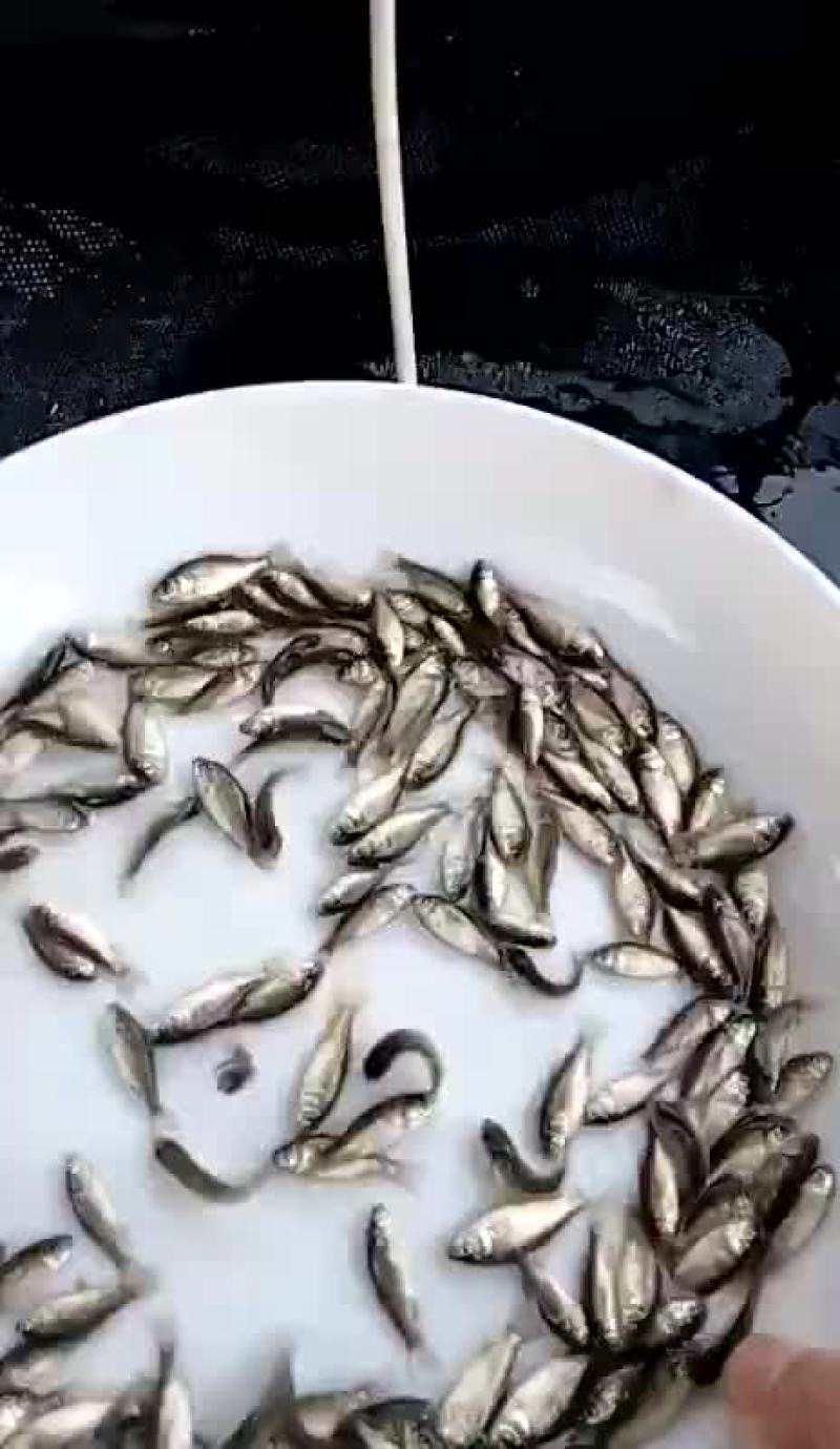 鲫鱼苗3公分以下