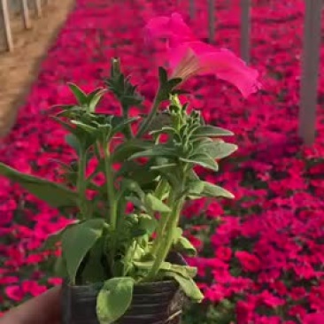 牵牛花10cm以下