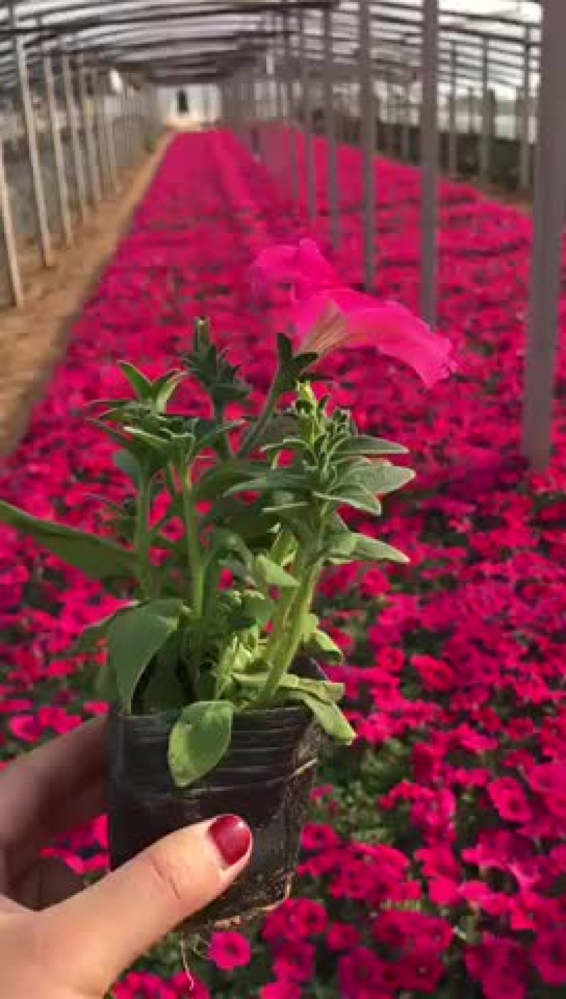 牵牛花10cm以下