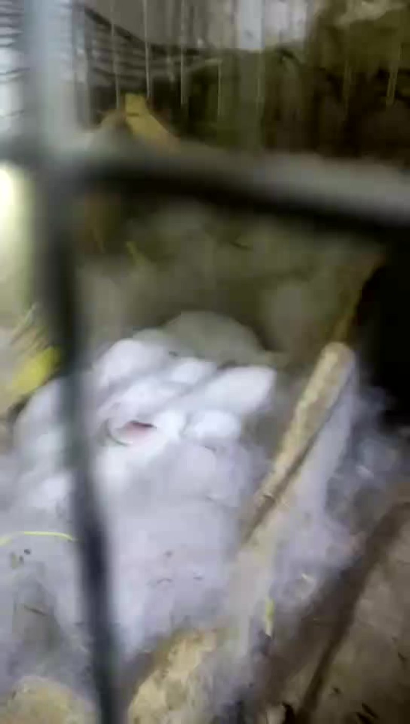 肉兔1~3斤种兔