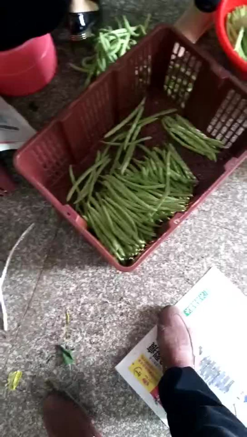 四季豆20~25cm