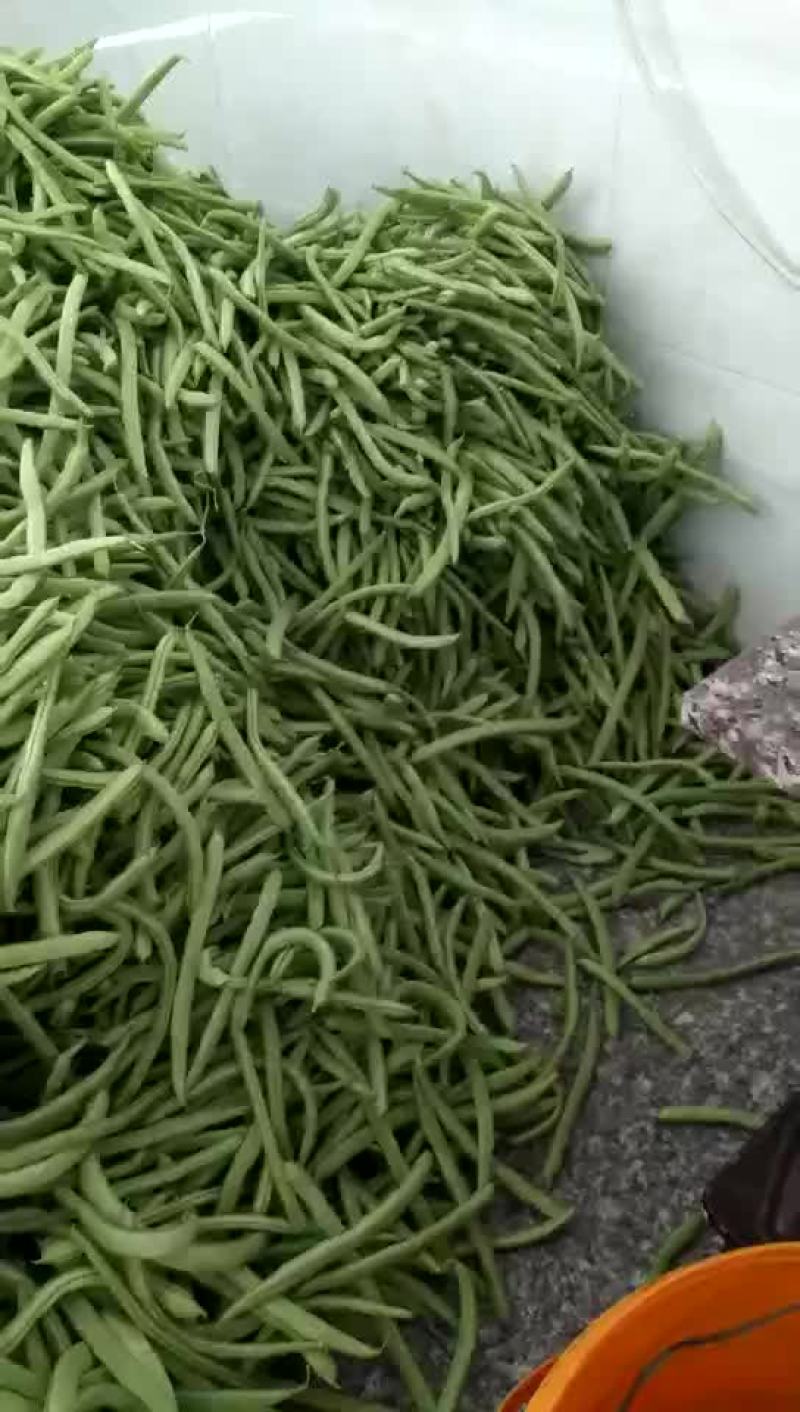 四季豆20~25cm