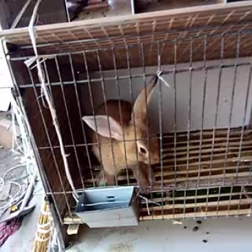 比利时兔商品兔5斤以上
