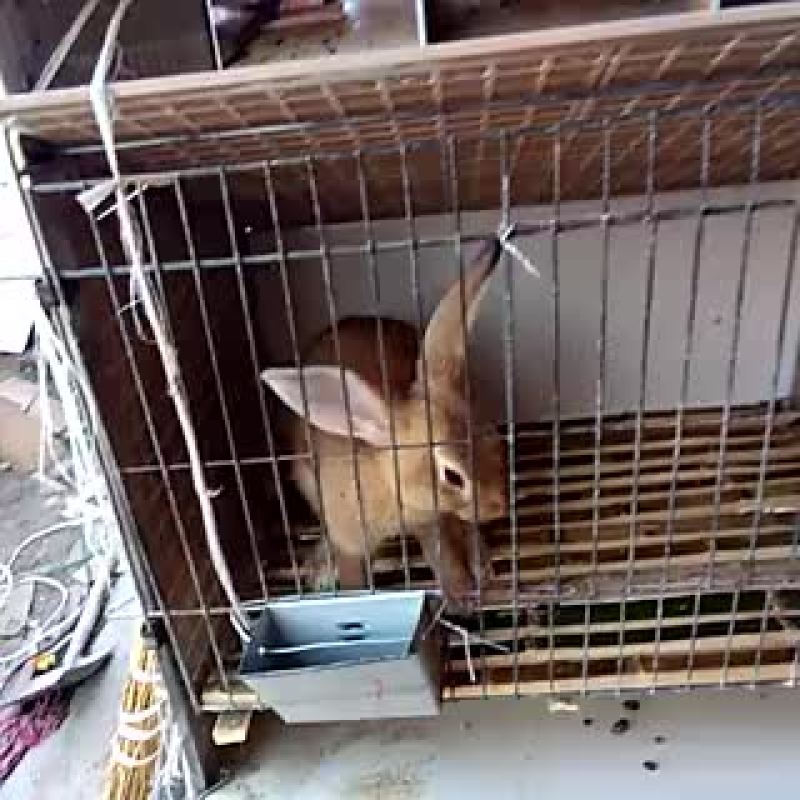 比利时兔商品兔5斤以上