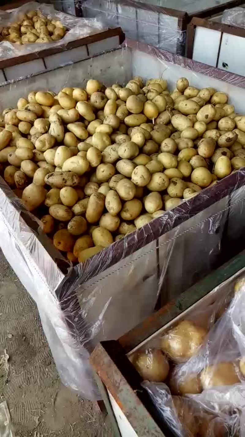 荷兰十五土豆通货2两以上