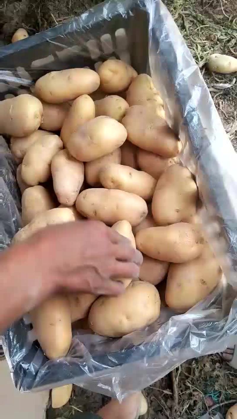 荷兰十五土豆通货2两以上