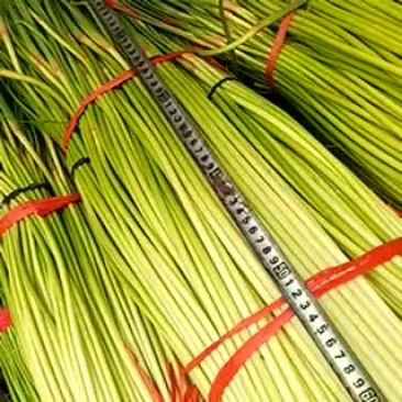 蒜薹精品50~60cm