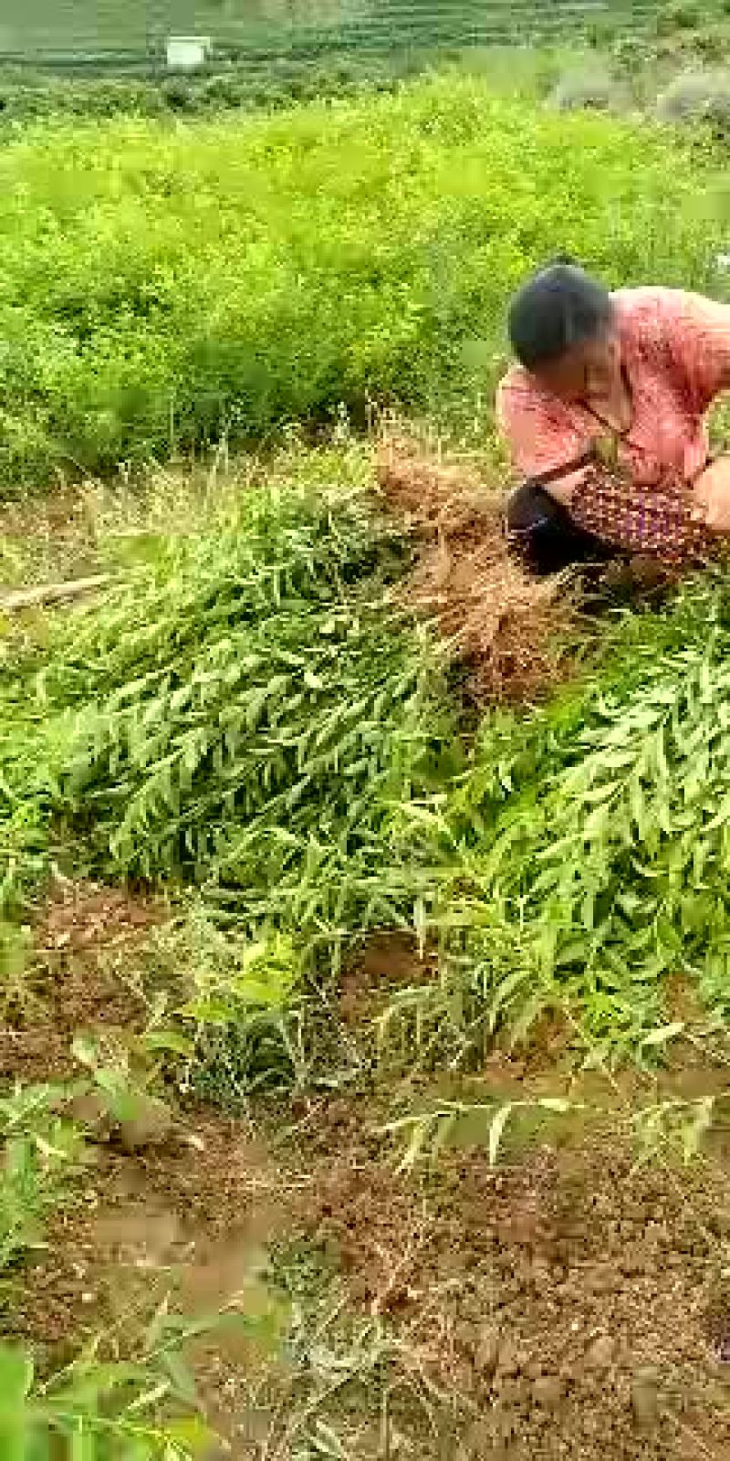 酸梅树苗1年，优质苗木，高产，稳产