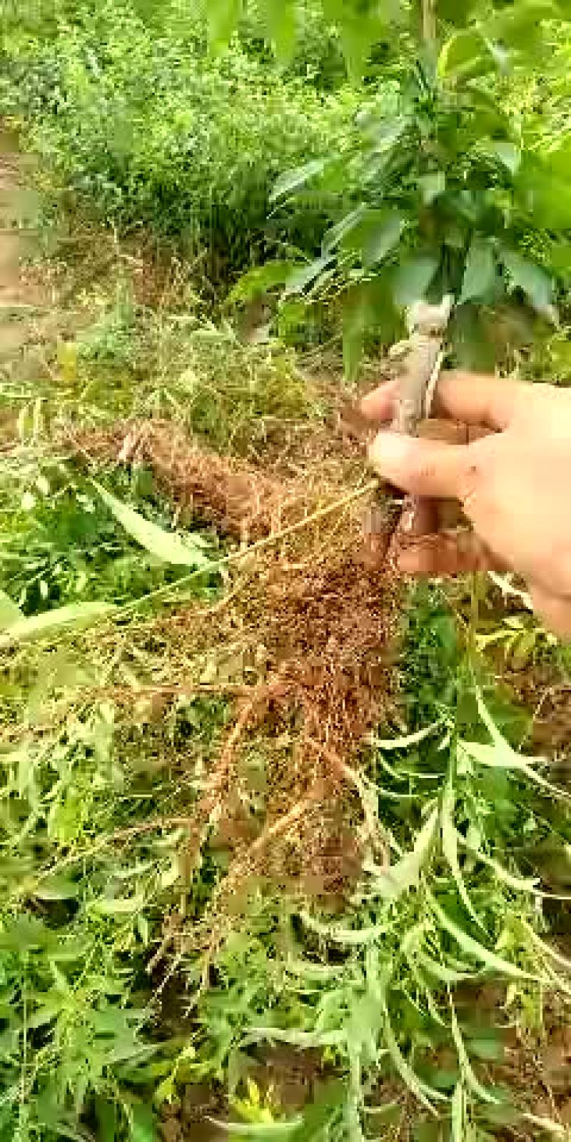 酸梅树苗1年，优质苗木，高产，稳产