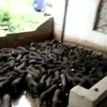 黑土仔猪20~60斤