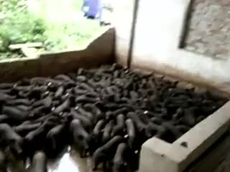 黑土仔猪20~60斤