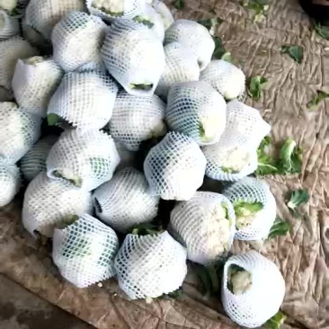 菜花散花2~3斤乳白